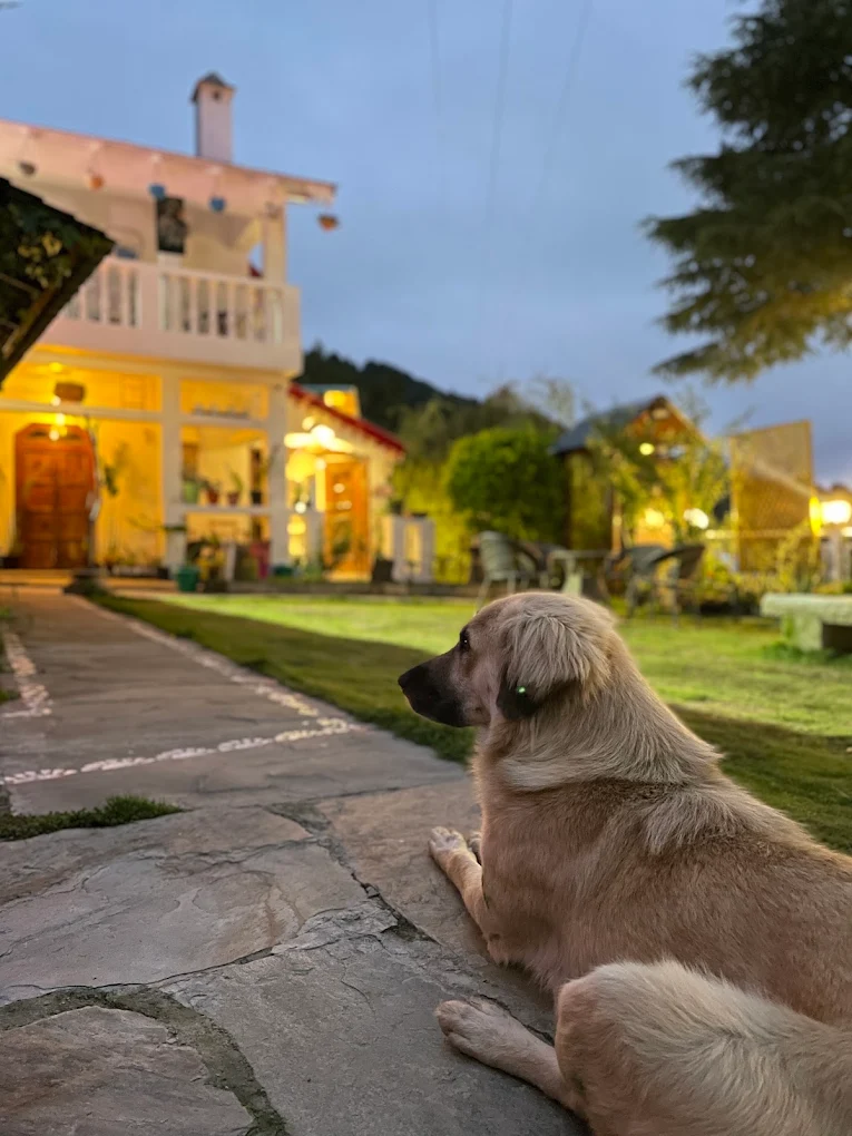 Why Stone Heritage is the Best Pet-Friendly Homestay in Mukteshwar (2026 Guide)